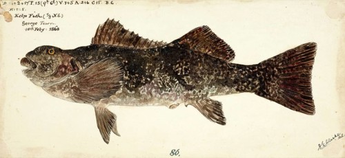 Marblefish or southern seacarp, Aplodactylus arctidens, the marblefish or southern seacarp, fish,