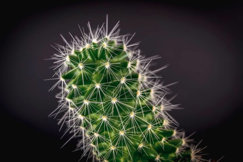 A spiked green cactus with a black background. Macro photography