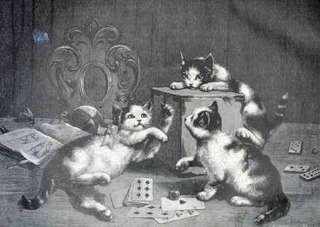 Three young, playful kittens in a home environment. A kitten lies on the floor on the left and