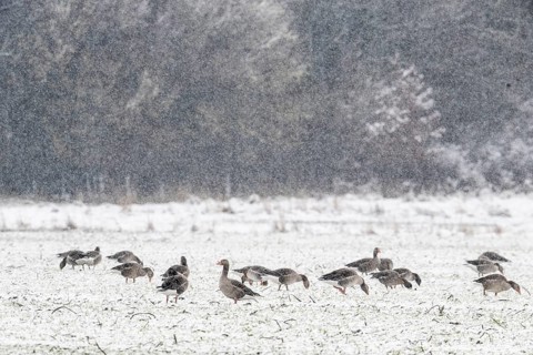 Greylag geese (Anser anser) in the snow, Emsland, Lower Saxony, Germany