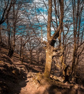 The beech of trees of Mount Adarra in Gipuzkoa