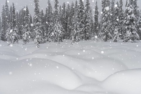 Boreal forest during snowfall, Gällivare, Lapland, Sweden, February 2020