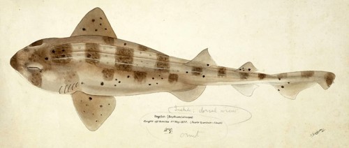 Draughtsboard shark, Cephaloscyllium isabellum, a species of catshark, fish, reproduction of an