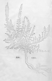 Heather, broom heather (Calluna vulgaris), woodcut by Leonhart Fuchs, from New Kreüterbuch, neues