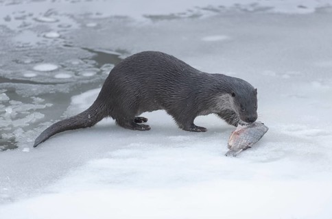 Otter (Lutra lutra) with prey fish on a frozen pond, Germany