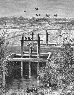 Wild duck and rice harvest in a rice field, Carolina, around 1870, America, digital reproduction of