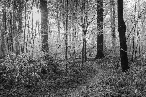 Black and white photo, deciduous forest against the light, hoarfrost, Husen, Dortmund, Ruhr area,