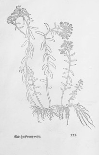 White stonecrop (Sedum album), woodcut by Leonhart Fuchs, from New Kreüterbuch, neues Kräuterbuch,