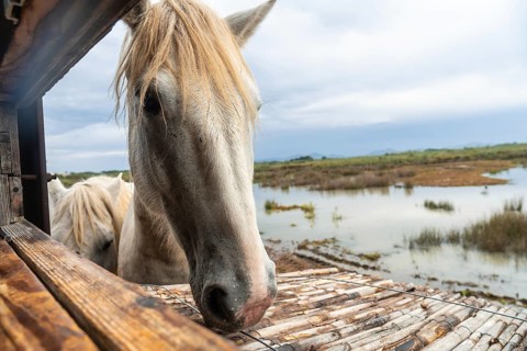 White horse in its stable looking at the landscape of s'albufera natural park in mallorca