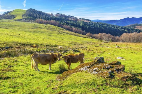 Brown wild cows on the top of Mount Adarra in Urnieta. Gipuzkoa, Basque Country