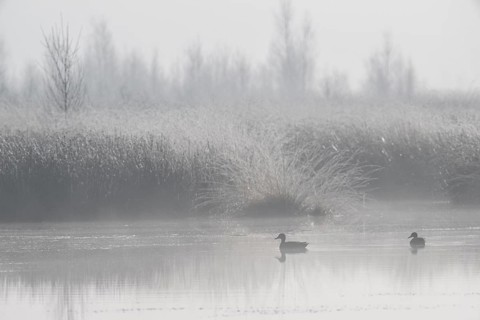 Moor scour with teals (Anas crecca) in the fog, Emsland, Lower Saxony, Germany