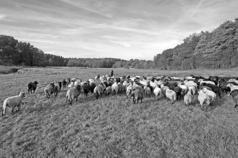 Sheep (Ovis) being herded, black and white, Pinnow, Schwerin, Mecklennburg-Vorpommern, Germany