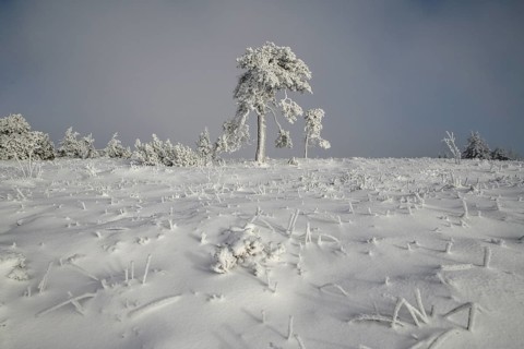 Iced pine near the summit of the Hornisgrinde, near Seebach, Ortenaukreis, Black Forest,