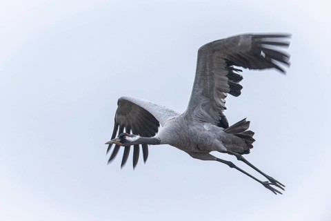 Crane (Grus grus), Emsland, flying, Lower Saxony, Germany