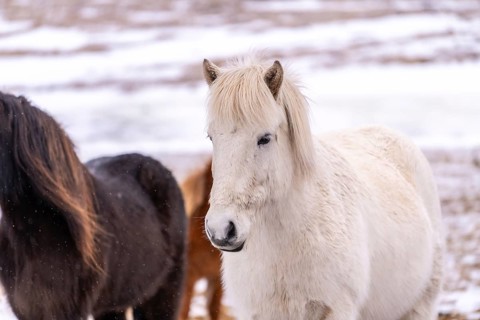 Portrait of a white horse in the cold winter with snow in Iceland, Icelandic horse