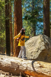 Woman in a yellow jacket carefully crossing a fallen giant sequoia log, balancing her body while