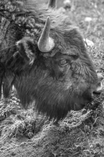 Bison (Bison), game park, Bavaria, Germany