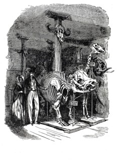 Animal skeletons and skulls in an exhibition room within the Museum of Natural History in the