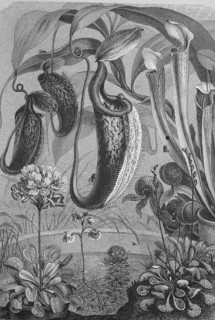 Carnivorous plants, Historical, digitally restored reproduction from a 19th century original,