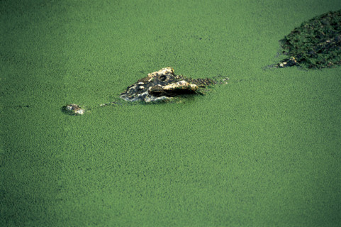 crocodile show