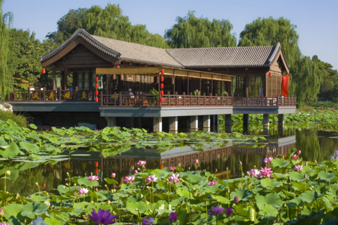 Lotus