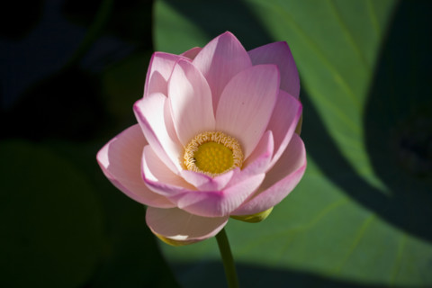 Lotus