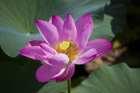 Lotus