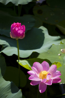 Lotus