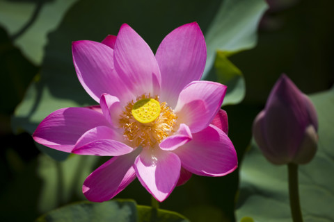 Lotus