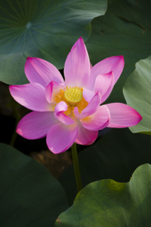 Lotus
