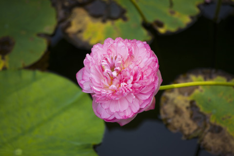 Lotus