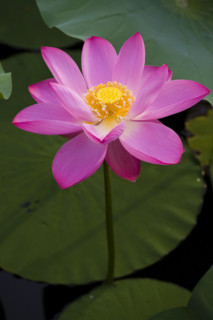 Lotus