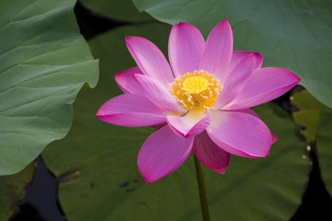 Lotus