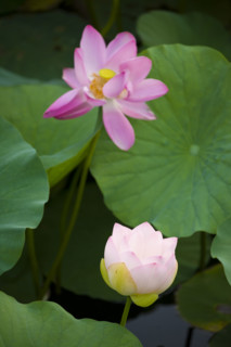 Lotus