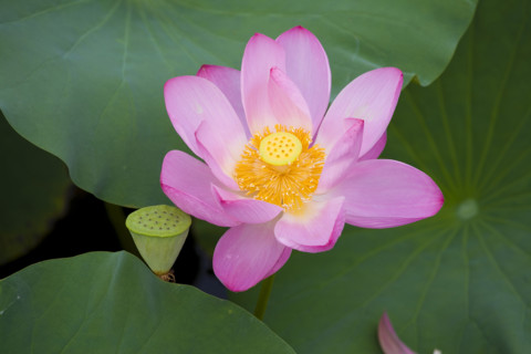 Lotus