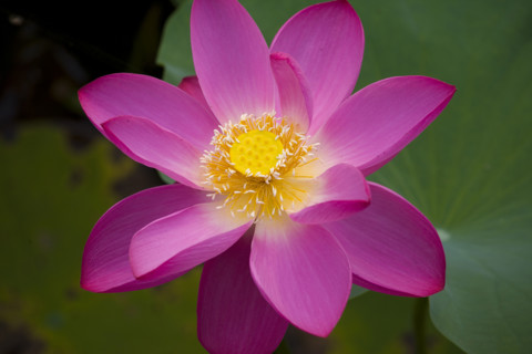 Lotus