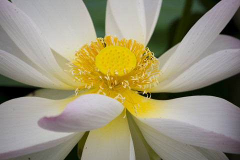 Lotus