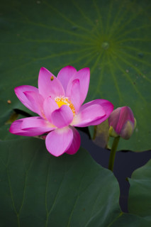 Lotus