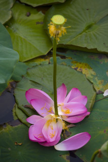 Lotus