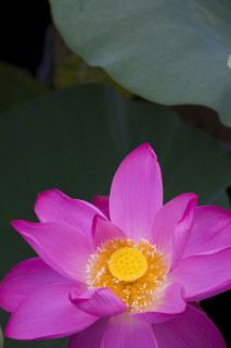 Lotus