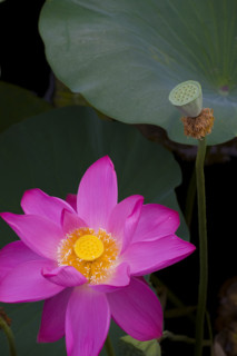 Lotus