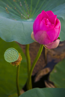Lotus