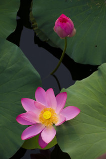 Lotus