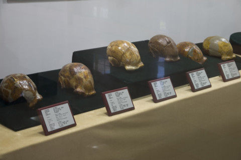 unearthed cultural relics from Ruins of Zhoukoudian PalaeoHuman