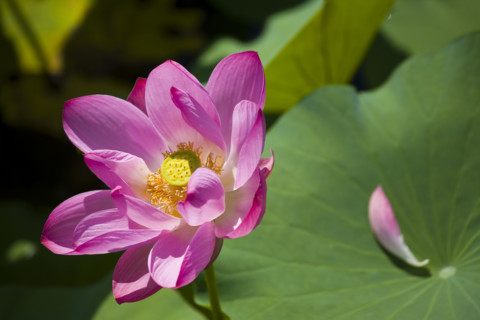 Lotus