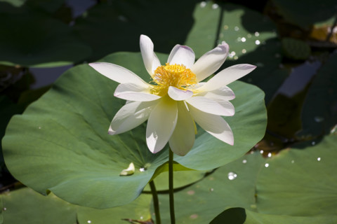 Lotus