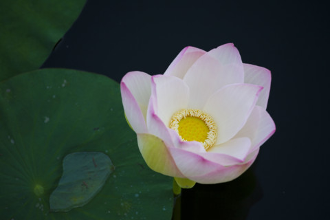 Lotus