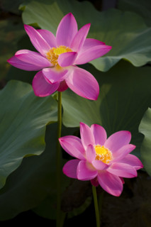Lotus
