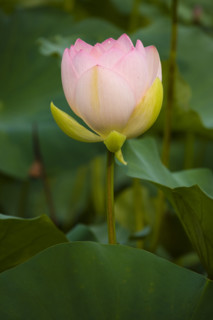 Lotus