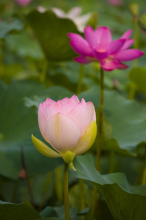 Lotus